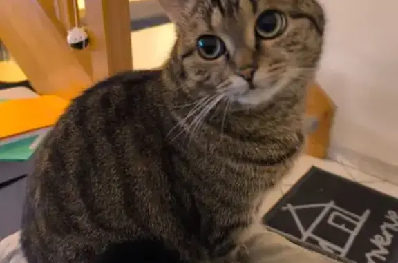 Chat perdu, Paris, photo: Chat perdu, Avenue Aristide Briand, 54, Solesmes, Paris - chatte tigrée aux yeux verts