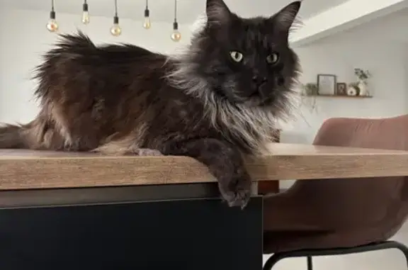 Animaux perdus Paris, photo: Perdu chat homme, Impasse du Mardereau, Sorigny, Paris - Maine coon noir