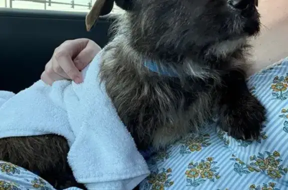 Found dog Jacksonville, photo: Found female dog, Cedarcrest Drive, Jacksonville - brown with soft ears