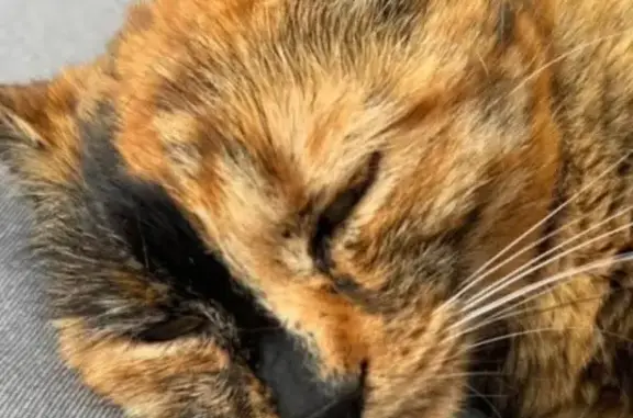Perdu chat femelle, Rue Simone Signoret, Sèvremoine - type européen marron et noir - photo