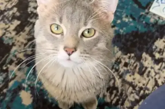 Missing cat Male, Arlington (usl533916) - photo