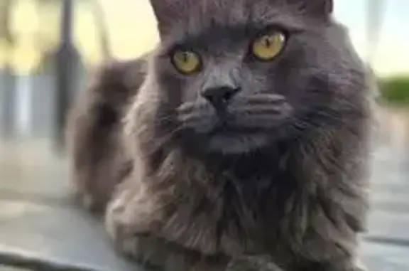 Lost male cat, Horace Harding Expressway, Arlington - all gray, gold eyes - photo