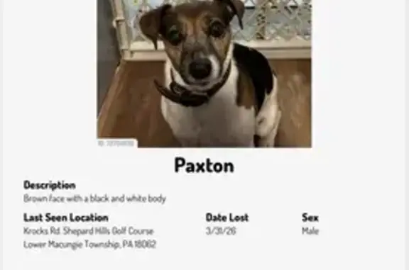 Lost male dog, Krocks Road, Manhattan - brown face, black and white body - photo