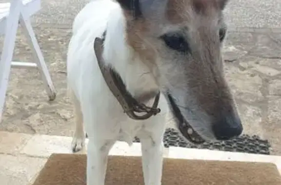 Chien trouvé Gevrey-Chambertin, photo: Trouvé chien, Place du Château, Gevrey-Chambertin - Jack russel blanc et marron