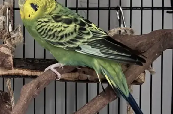 Lost female bird, Collation Circle, 67, North Kingstown - yellow head, green body - photo
