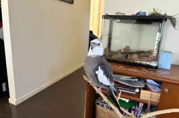 Lost male bird, Gurnung Drive, Brimbank - grey cockatiel with white head - photo