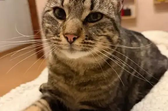 Perdu Chat homme, Chemin du Cuyala, 4, Sauvagnon - tigré bout de queue noir - photo