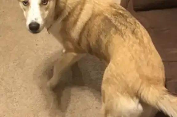 Missing dog Female, Plymouth (usl533920) - photo