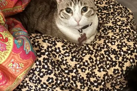 Lost and found pets Arlington, photo: Lost female cat, Cedar Avenue South, Minneapolis - white with brown stripes