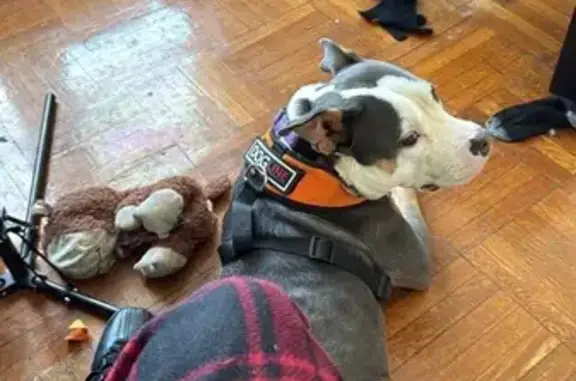 Lost and found pets Arlington, photo: Lost Female Dog, Prospect Park, Brooklyn - kind, tricolor pitbull