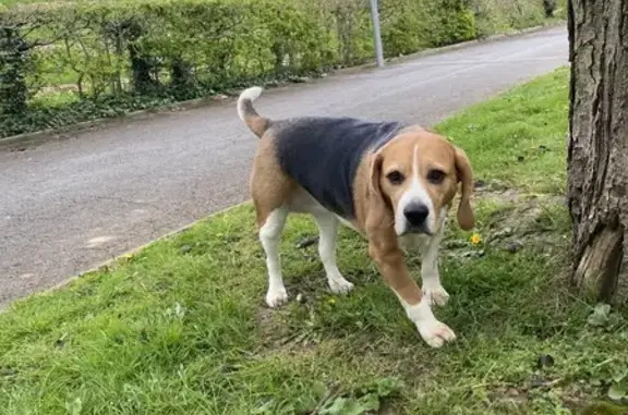 Animaux trouvés Caen, photo: Trouvé chien femelle, Boulevard Général Vanier, 135, Caen - beagle assez âgée