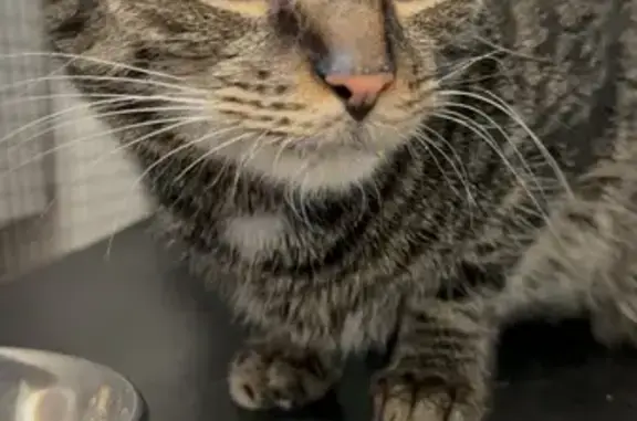 Lost and found pets Warwick, photo: Found male cat, Warwick Avenue, Warwick - skinny and talkative