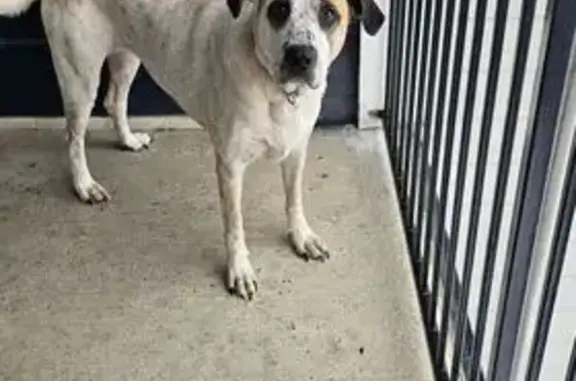 Lost female dog, Northeast 19th Street, Oklahoma City - Great Pyrenees mix - photo