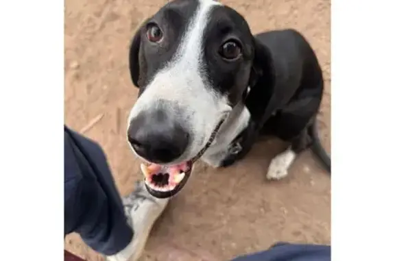 Animales perdidos Mexico City, foto: Perdido perro hembra, Cerrada José Vasconcelos, Ciudad de México - tipo hassen baus