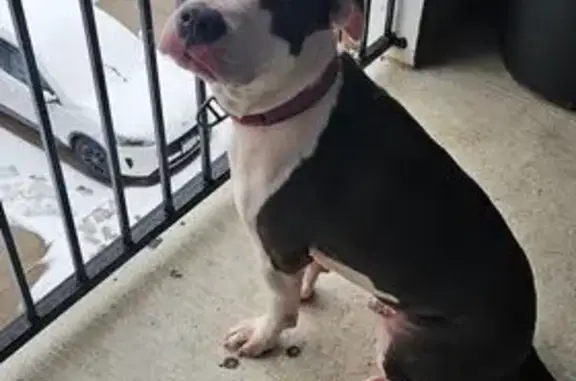 Lost female dog, Northeast 19th Street, Oklahoma City - heart shaped Grey patch - photo