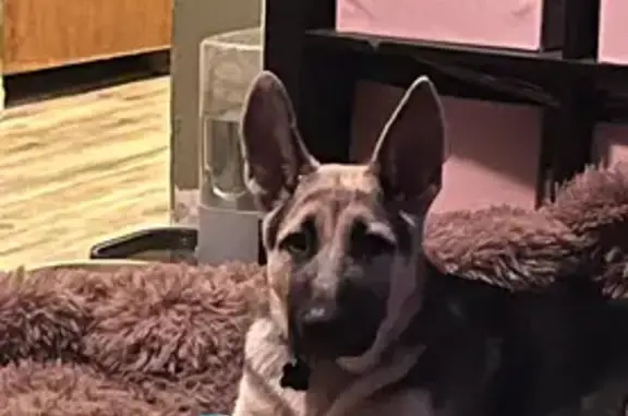 Lost male dog, Ridgewood Drive, Middlesex - tan/black and very friendly - photo