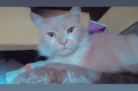 Perdido gato macho, Plaça del Congrés Eucarístic, Barcelona - arisco con pelo largo - photo