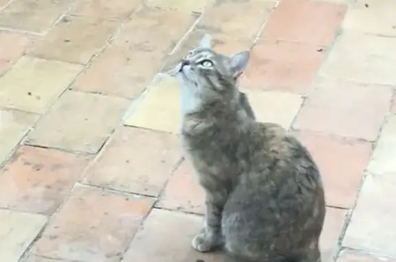Animaux perdus Lambesc, photo: Perdu chat femelle, Chemin de la Chapusse, Lambesc - écaille de tortue