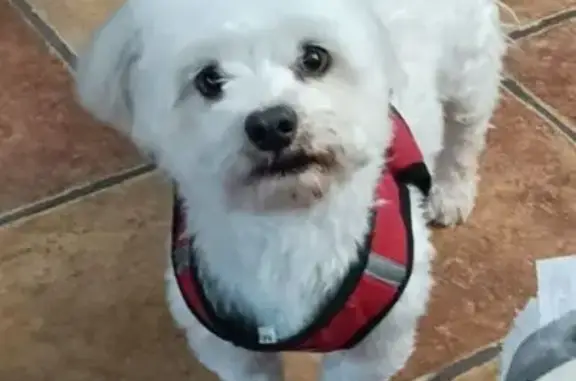 Perdido perro masculino, Avenida Puente Zuazo, 40, San Fernando - asustado - photo