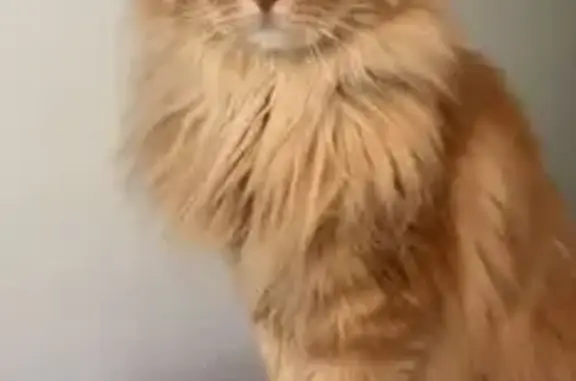 Animaux perdus Lyon, photo: Chat perdu homme, Epagny Metz-Tessy, Lyon - roux poil mi long