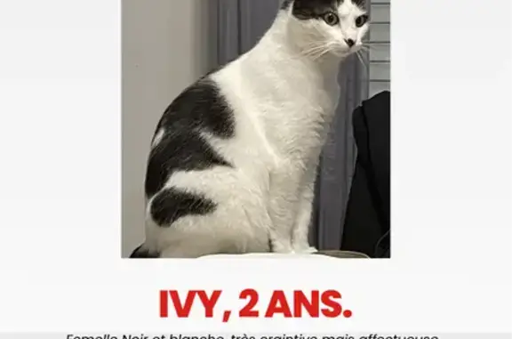 Animaux perdus Châteauroux, photo: Perdu chat femelle, Avenue d'Argenton, Châteauroux - noir et blanc