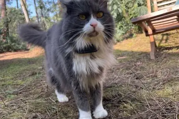 Chat perdu, Avenue du Grand Bernos, Lacanau - Molly, chatte grise et blanche - photo