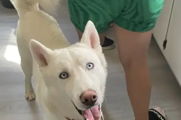 Lost male dog, South 90th Street, West Allis - white Husky with red collar - photo
