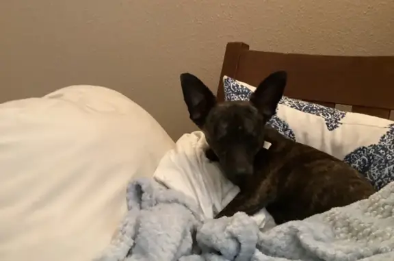 Lost and found pets San Jose, photo: Found male dog, Laurelglen Court, San Jose - dark brown and brindle coat