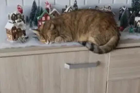 Animaux perdus Bordeaux, photo: Chat perdu, Rue des Trois Coigneaux, Niort - minette peureuse