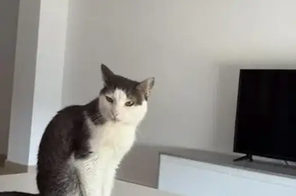 Perdido gato masculino, Travesía Carril Saavedra, Murcia - cuerpo blanco y lomo gris - photo