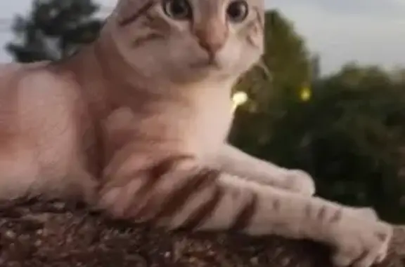 Animaux perdus Lyon, photo: Perdu Chat mâle, Place de la Mairie, Saint-Péray - yeux bleu