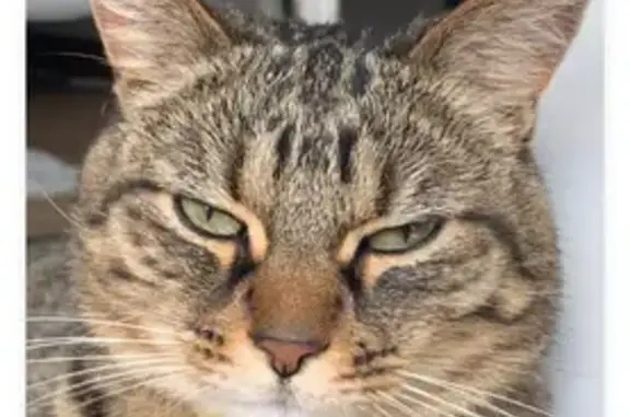 Animaux perdus Paris, photo: Perdu Chat homme, Rue de la République, Pont-Audemer - très sociable, tête de hibou