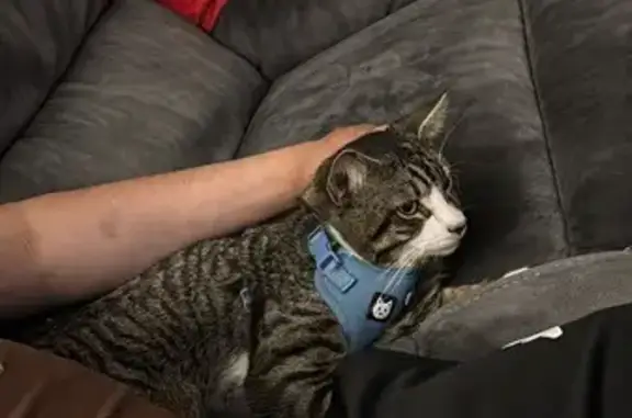 Lost male cat, Marvin Avenue, Hicksville - photo