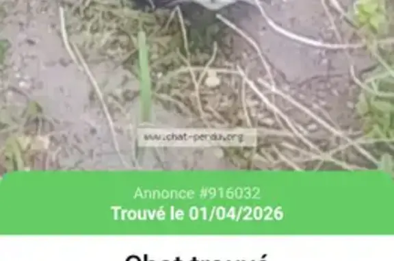 Animaux trouvés Cognac, photo: Trouvé Chat Femme, Rue Alban Maurin, Cognac - Chatonne Tigrée câline