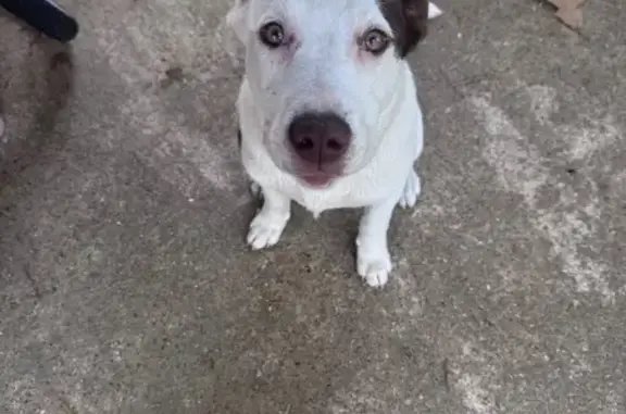 Lost and found pets Alexander, photo: Found male dog, Oak Meadows Road, Alexander - tan and white puppy