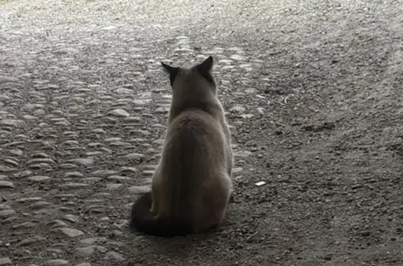 Animaux trouvés Castelnaudary, photo: Trouvé Chat, Impasse Laporte, Castelnaudary - bas des pattes marron foncé