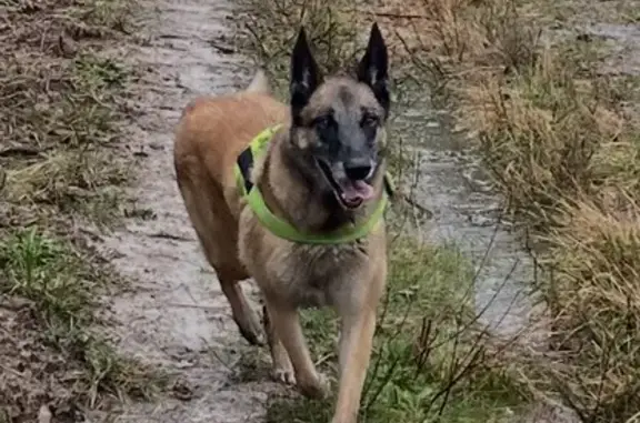 Chien perdu Tartas, photo : Chien perdu, Carcarès-Sainte-Croix, Tartas - femelle Malinois