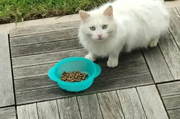 Chat trouvé Nantes, photo: Trouvé chat, Hameau de Keravel, Saint-Renan - blanc angora