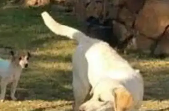 Lost male dog, Boschkop Road, 182, Pretoria - white with skin condition - photo