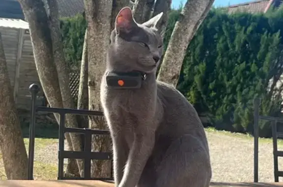 Animaux perdus Dagneux, photo: Chat perdu, Route de Bressolles, Dagneux - bleu russe