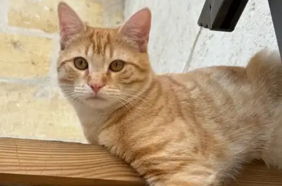 Chat perdu, Bordeaux, photo: Perdu chat homme roux, Rue Lamourous, Bordeaux