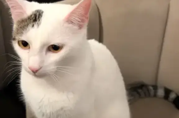 Animaux perdus Paris, photo: Chat perdu, Sénas, Provence-Alpes-Côte d'Azur - femelle blanche tachetée