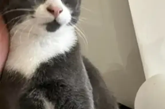 Chat perdu, Rue de Lille, Halluin - mâle sociable - photo