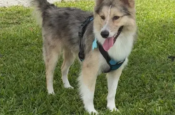 Lost and found pets Miami, photo: Found male dog, Southwest 184th Street, Miami - Border Collie with blue harness