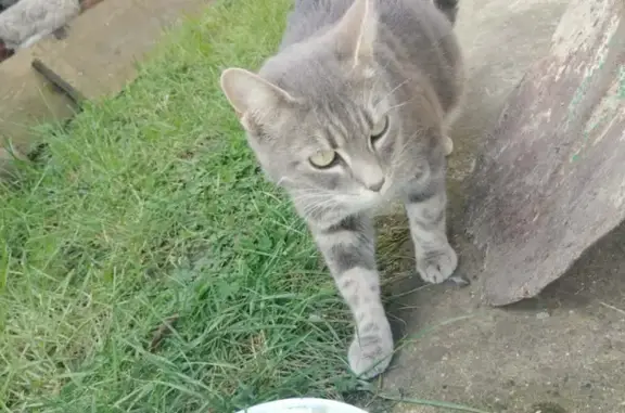 Animaux trouvés Saint-Crépin-Ibouvillers, photo: Trouvé chat femelle, Rue de Biarre, Rethonvillers - grise enceinte