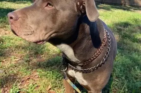 Lost and found pets Houston, photo: Lost male dog with blue collar, Houston