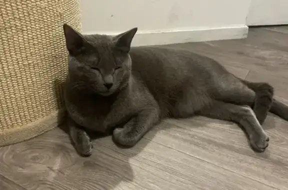 Chat trouvé Créteil, photo: Trouvé Chat mâle, Rue Jean Gabin, Créteil