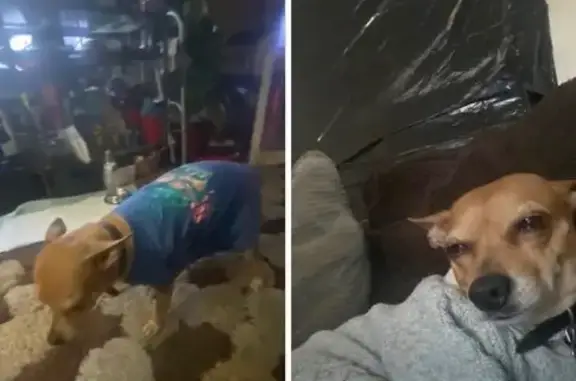 Lost female dog, Dudley Road, Fayetteville - Chihuahua tan color - photo