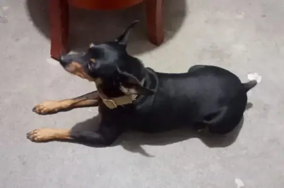 Perdido perro masculino, Priva...