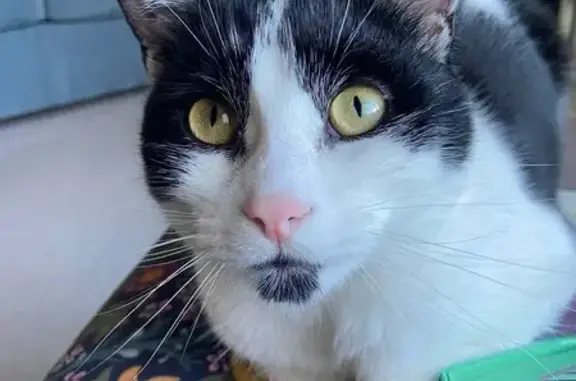 Iti has a distinct spot on his lower lip that looks like a goatee beard. He was last seen in a neighbours garden at 6pm. He never usually goes far from home. He is nervous round people but may have gone into a shed or garage.